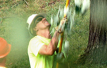tree trimmer